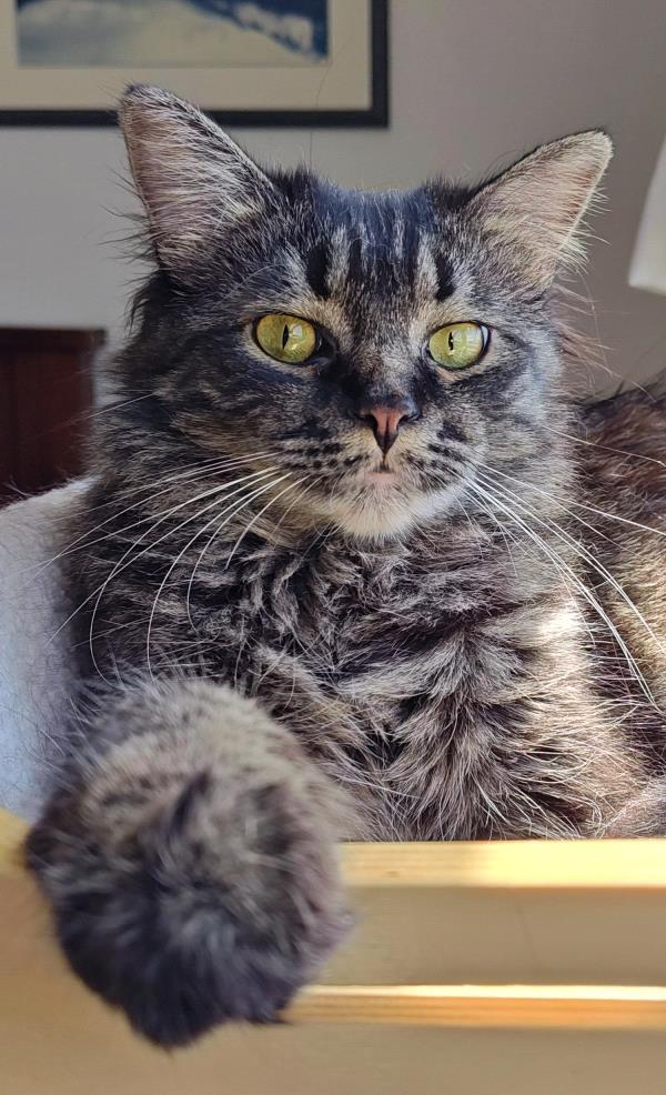 /Images/uploads/The Santa Fe New Mexican/santafepetcontest/entries/33958thumb.jpg